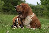 BASSET HOUND 029